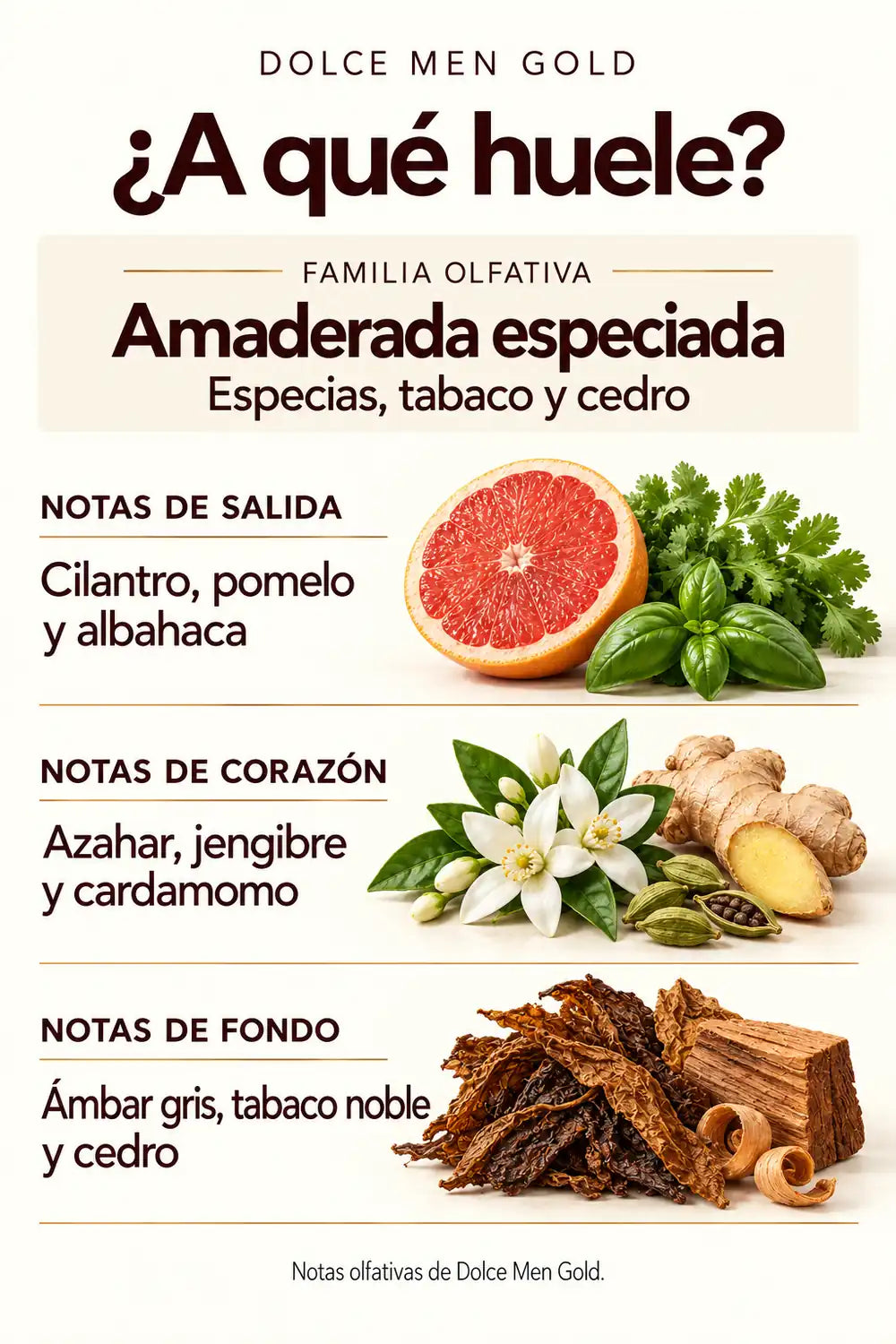Notas de Dolce Men Gold: cilantro, pomelo, albahaca, azahar, jengibre, cardamomo, ámbar gris, tabaco noble y cedro.