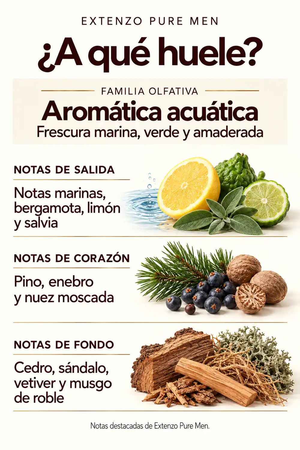 Familia aromática acuática y notas destacadas de Extenzo Pure Men: cítricos, salvia, pino, enebro y maderas.
